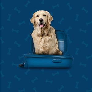 Pet Friendly Hotel ILUNION Aqua 3 Valencia