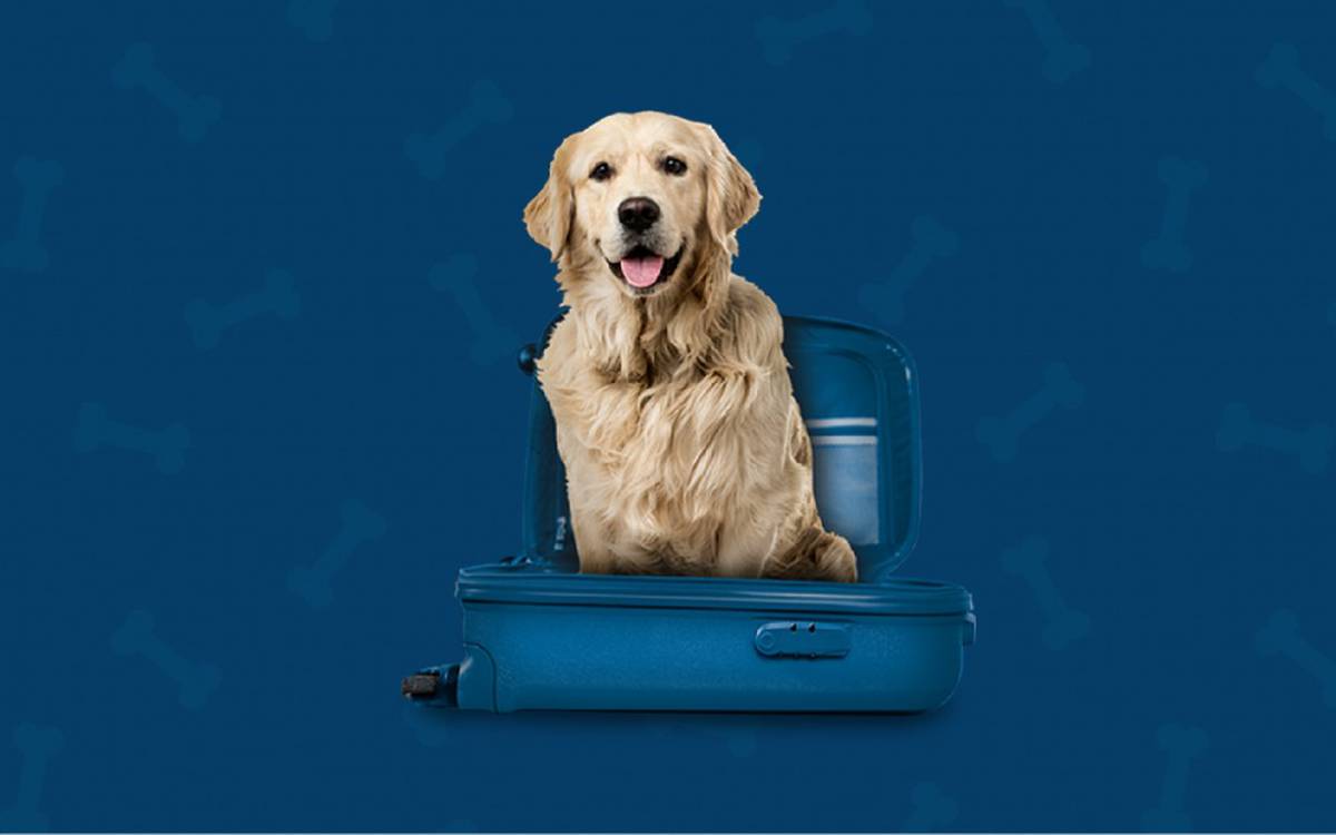 Somos pet friendly Hotel ILUNION Aqua 3 Valencia Somos pet friendly Hotel ILUNION Aqua 3 Valencia